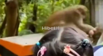 深圳一公园野生猴子袭击女童